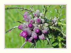 Distel...