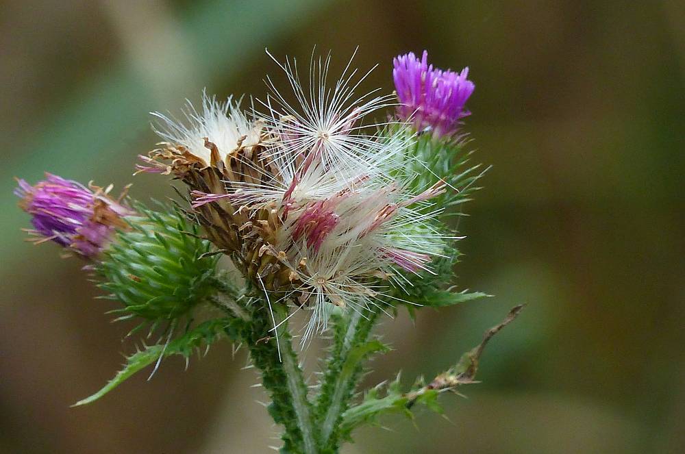 Distel