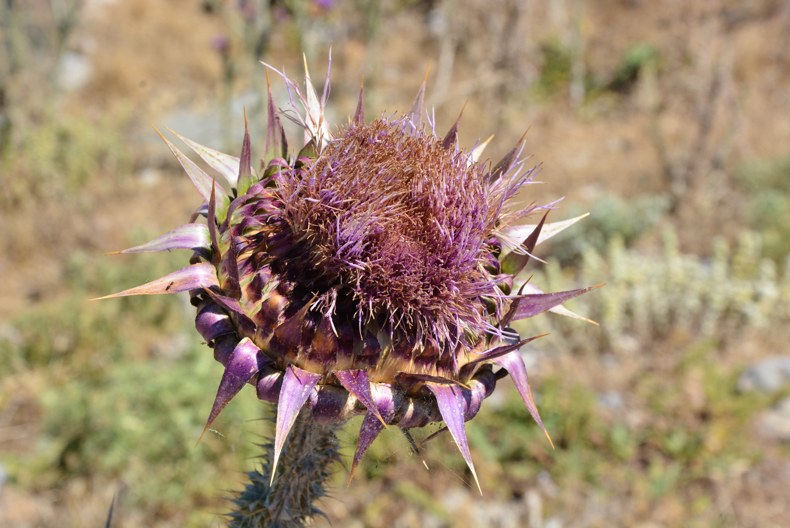 Distel