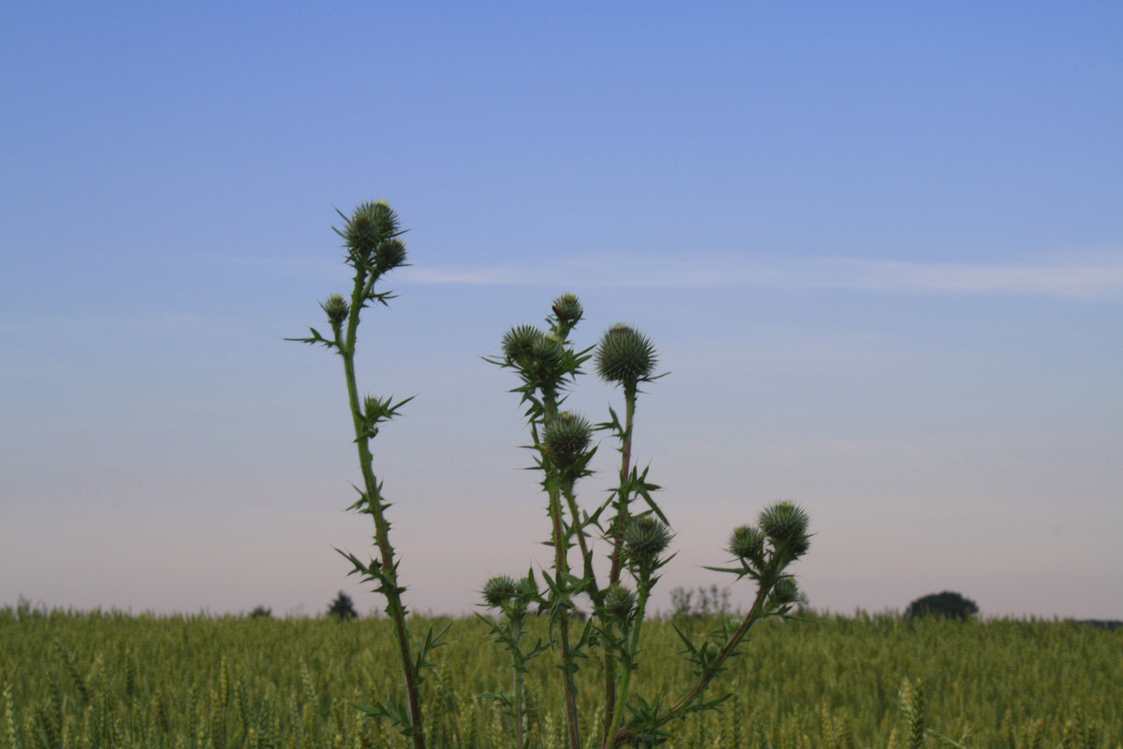 Distel