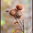 Distel....