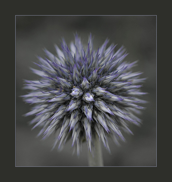 Distel