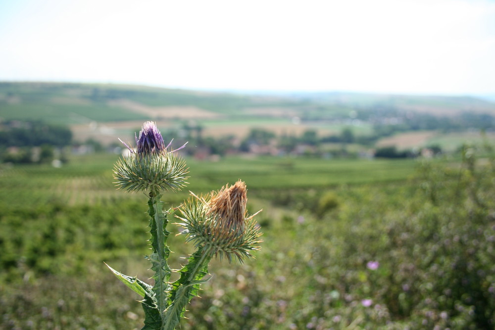 Distel?