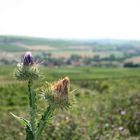 Distel?