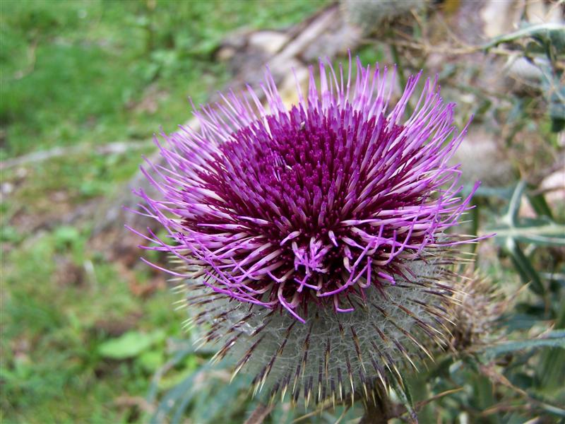 Distel