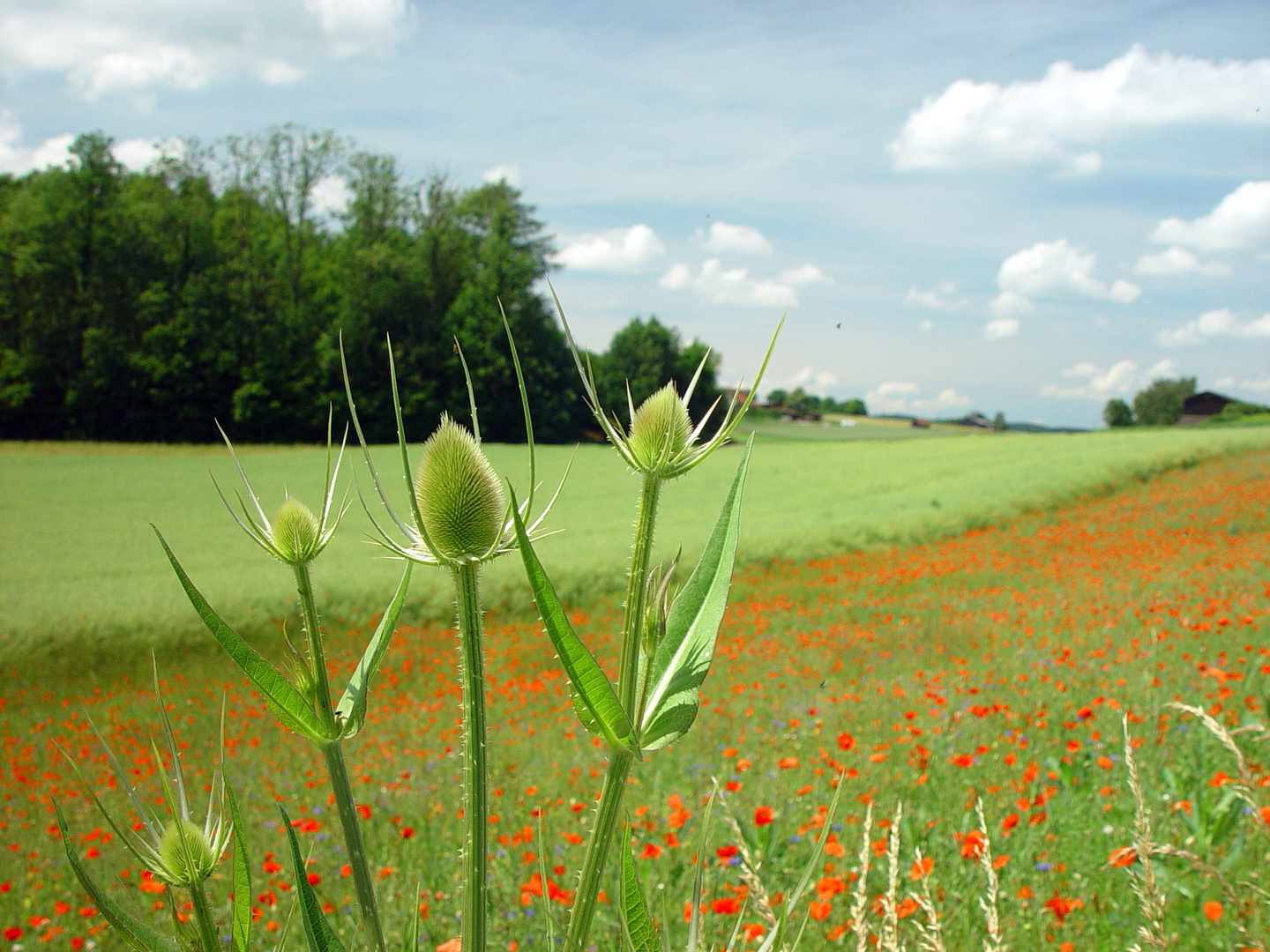 Distel