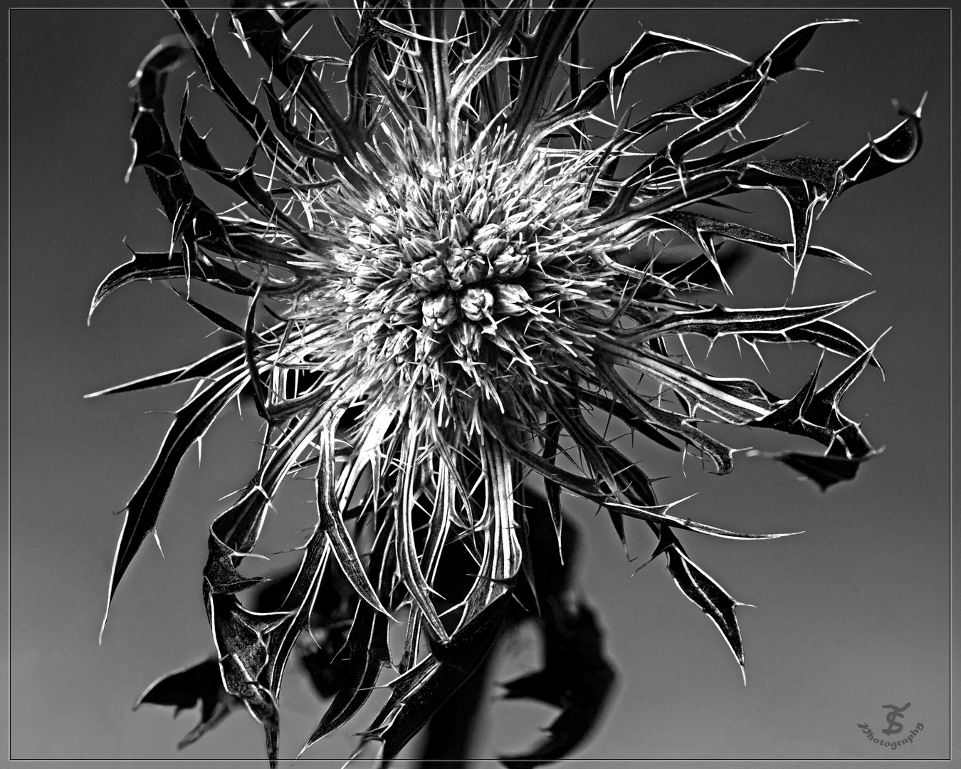 Distel Bilder: Entdecke die Welt des Zeichnens!