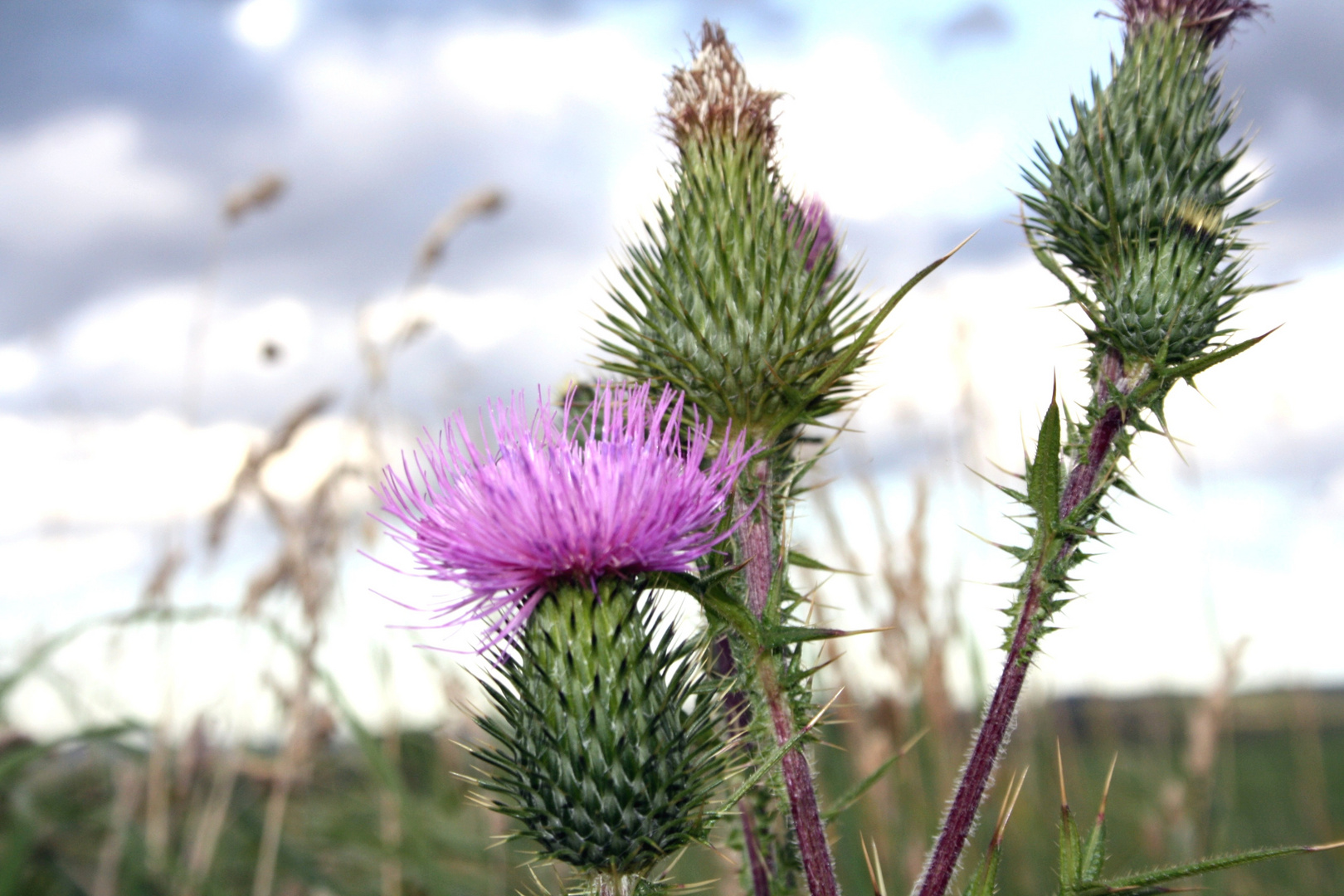 Distel