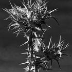 Distel