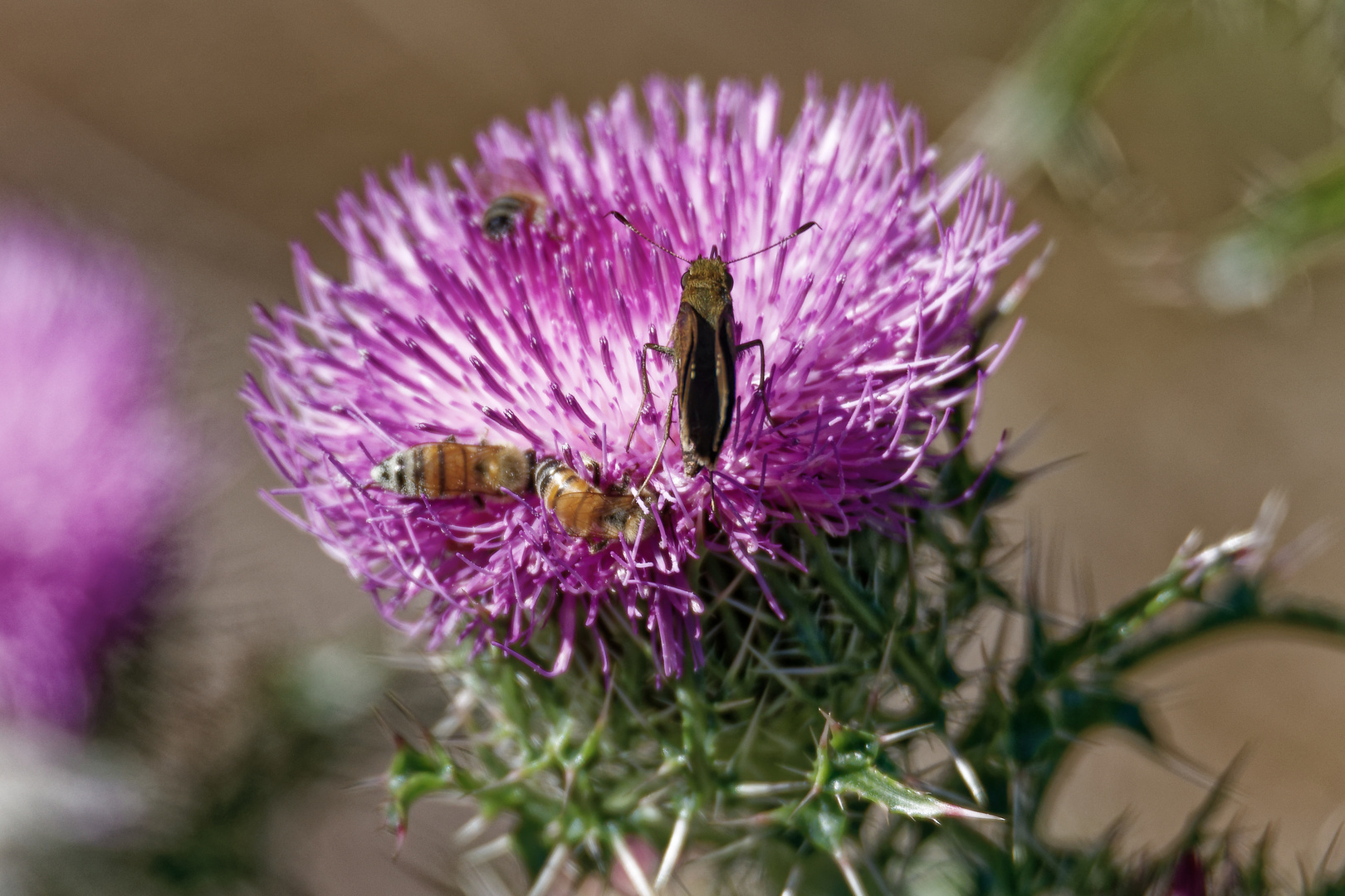 Distel