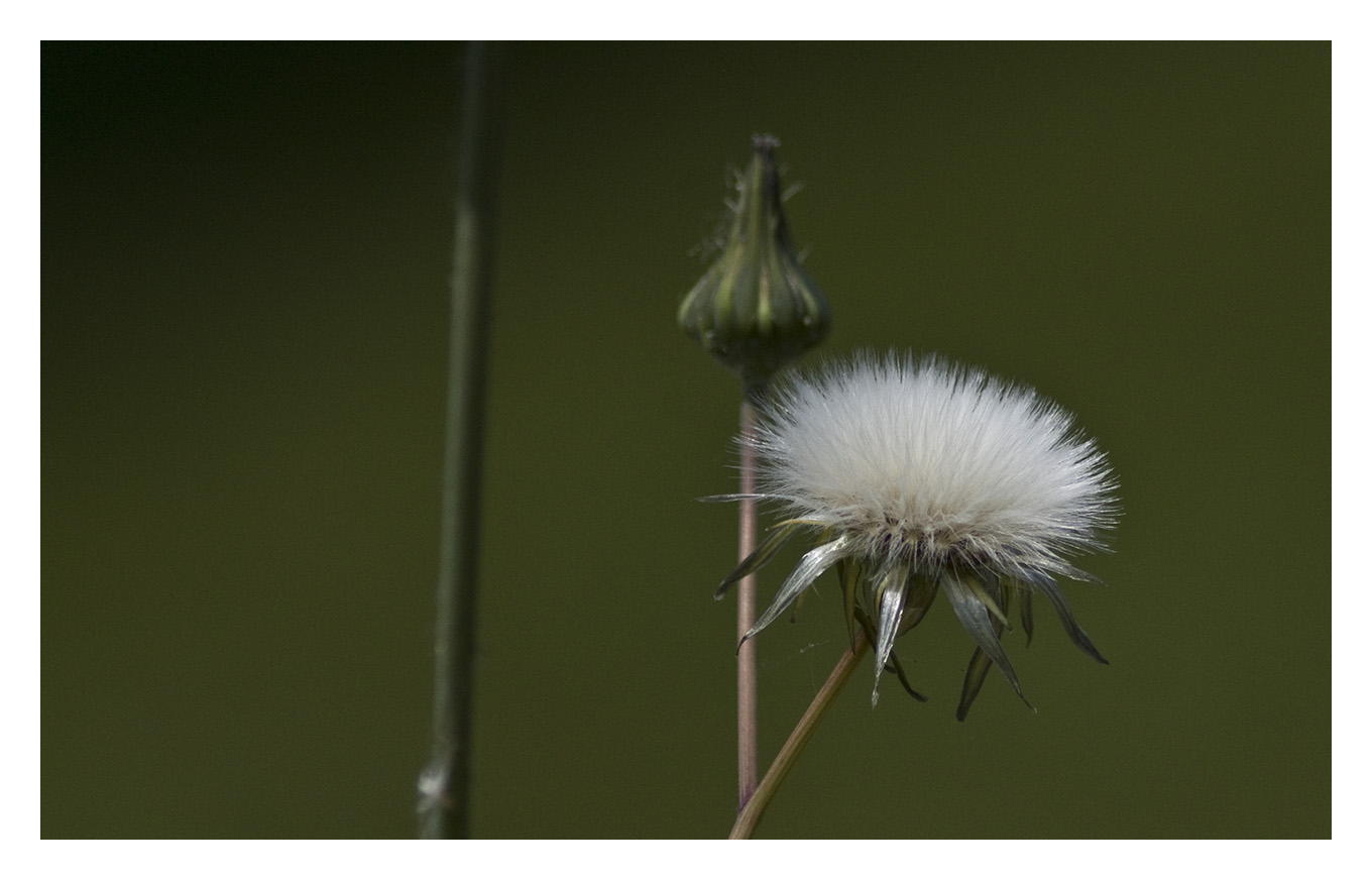 Distel