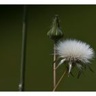 Distel