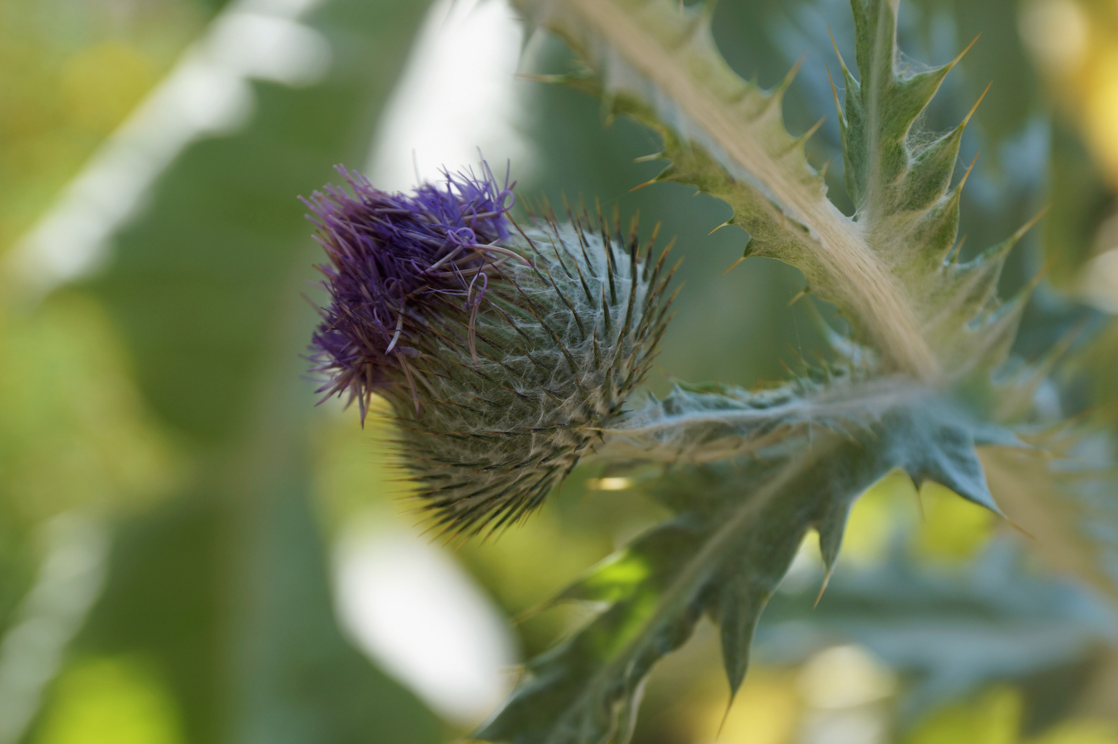 Distel...