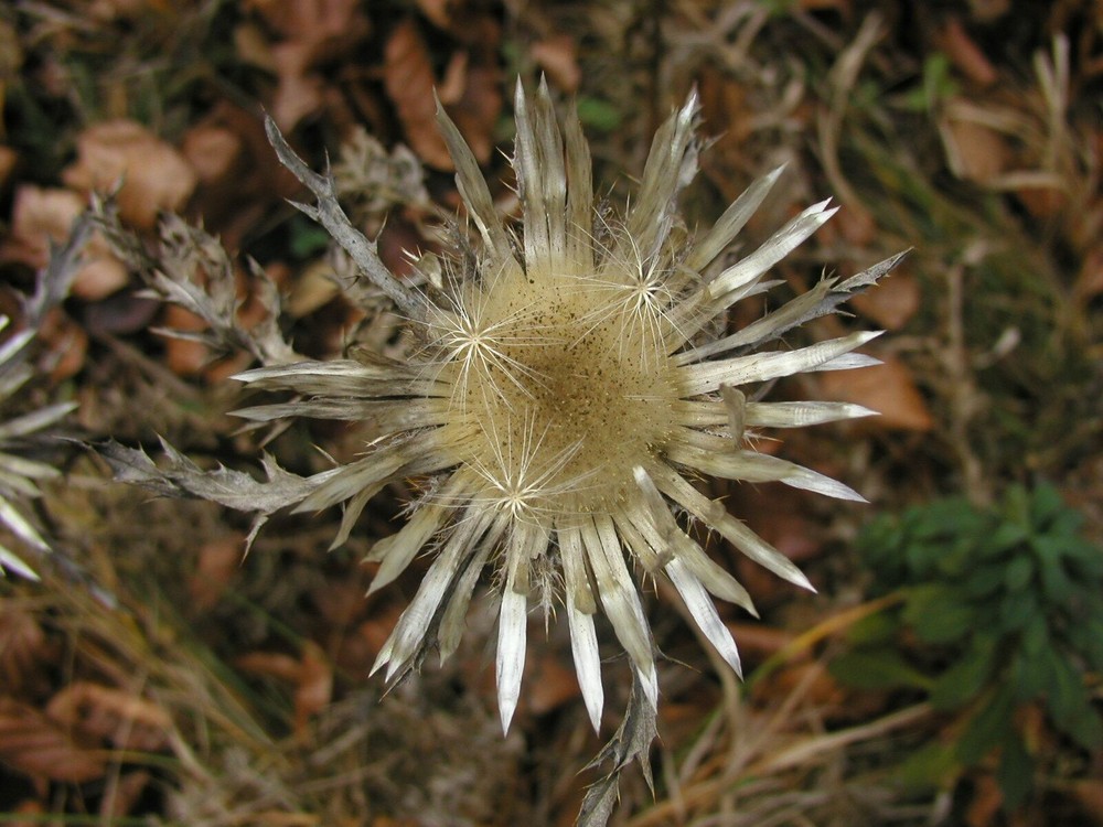 Distel