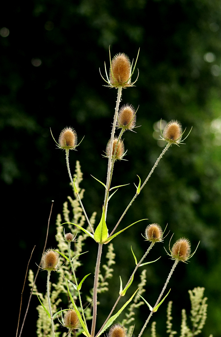 Distel ?