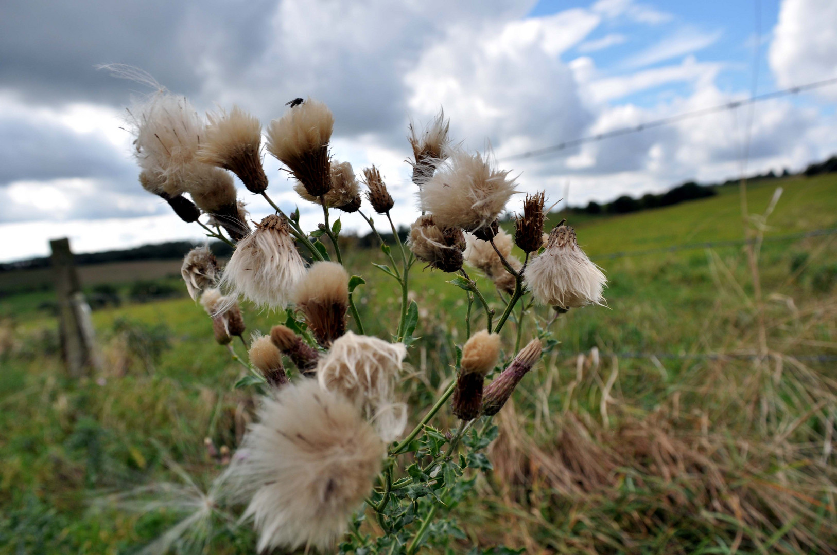 Distel