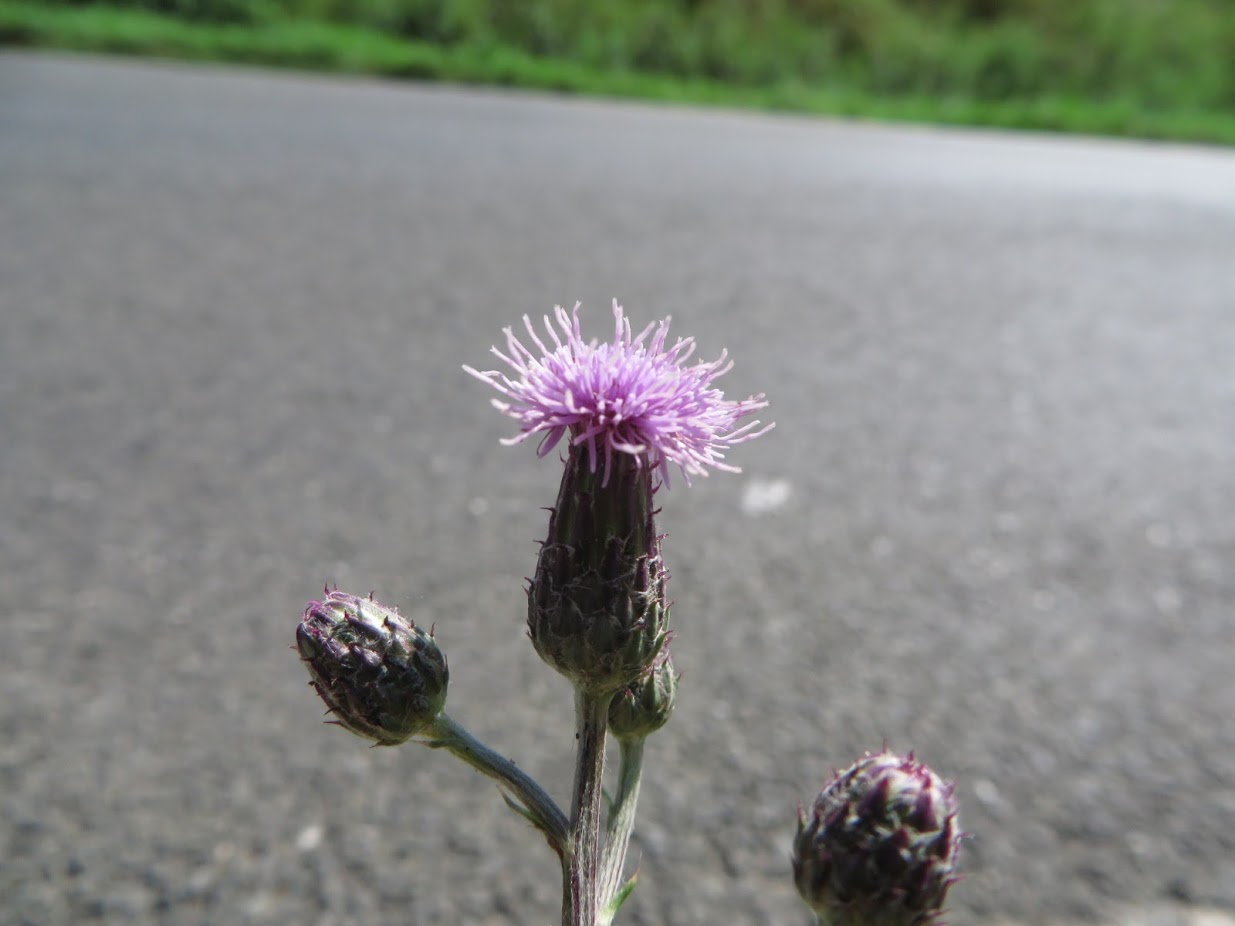 Distel