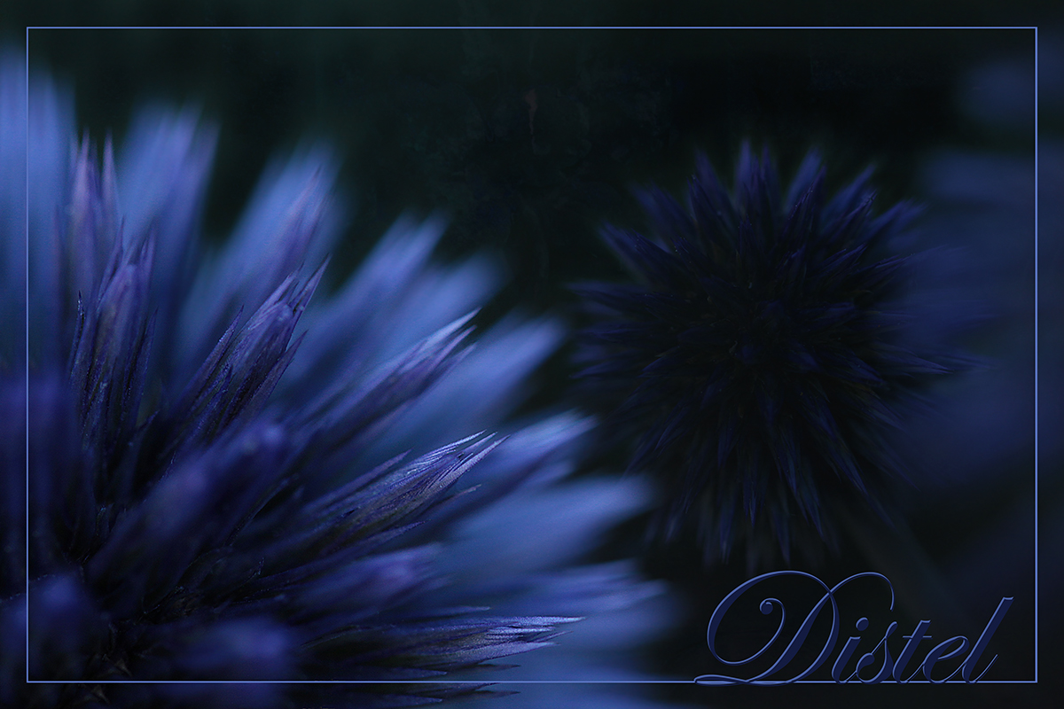 DISTEL