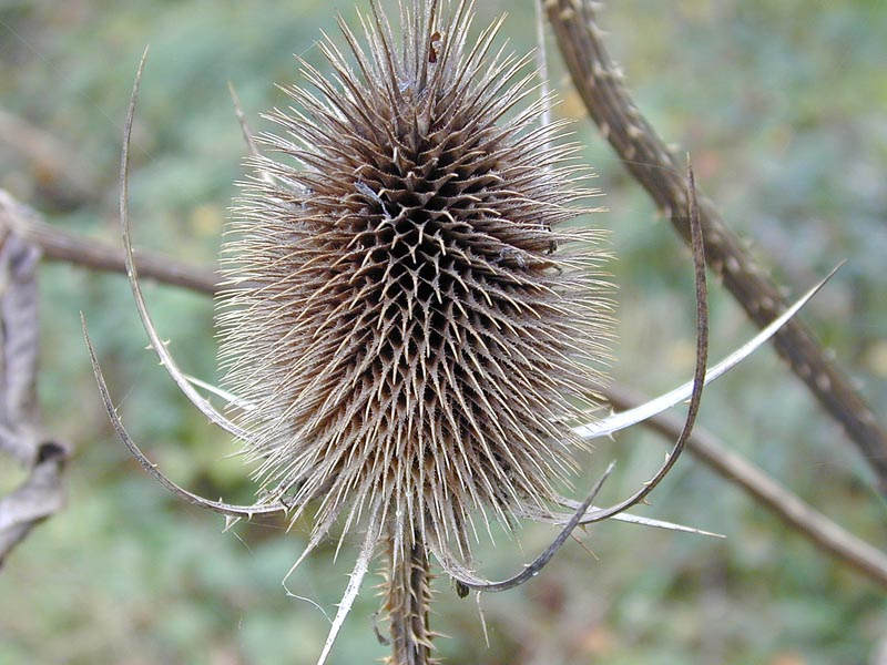 Distel