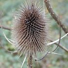 Distel