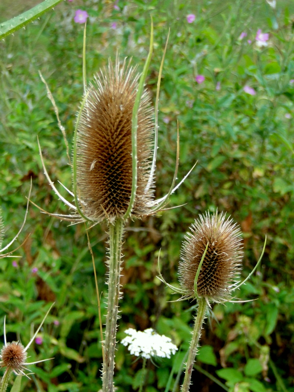 Distel