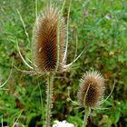 Distel