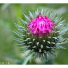 Distel