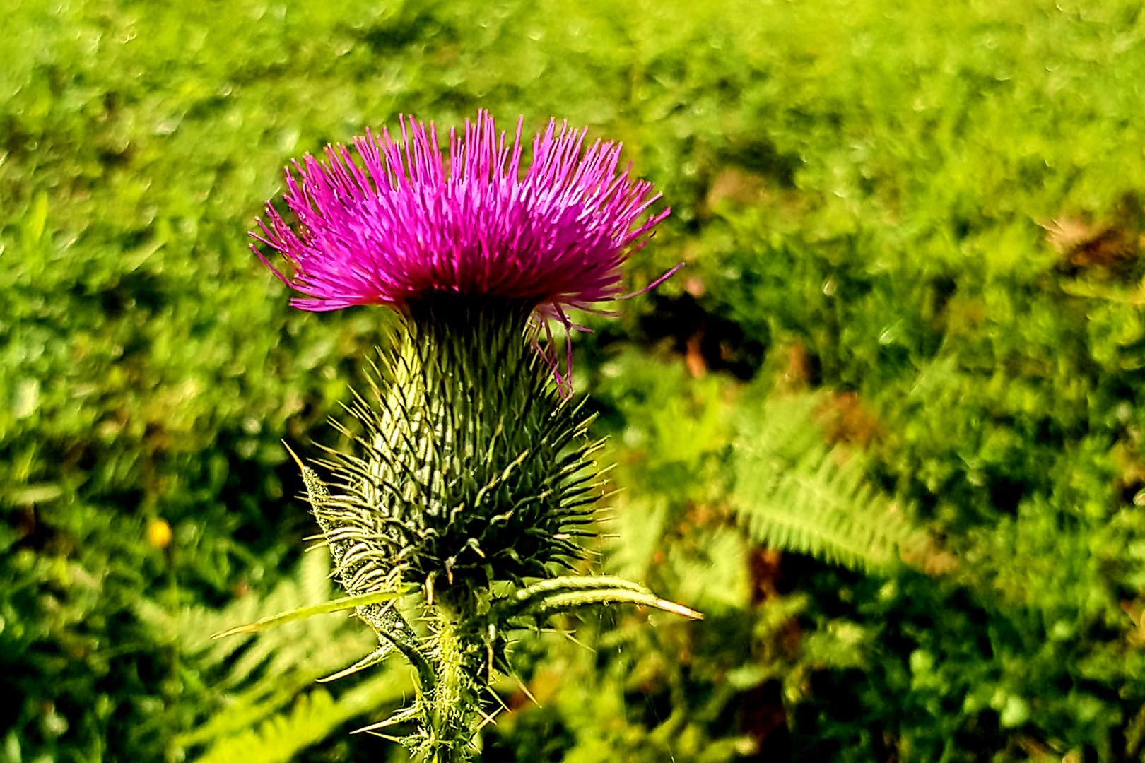 Distel 