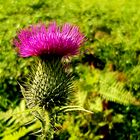 Distel 