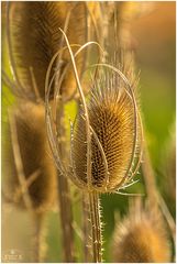 Distel?