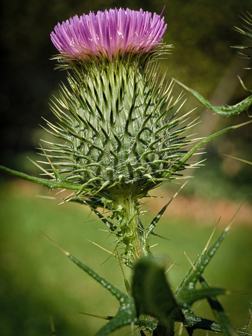 Distel