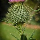 Distel