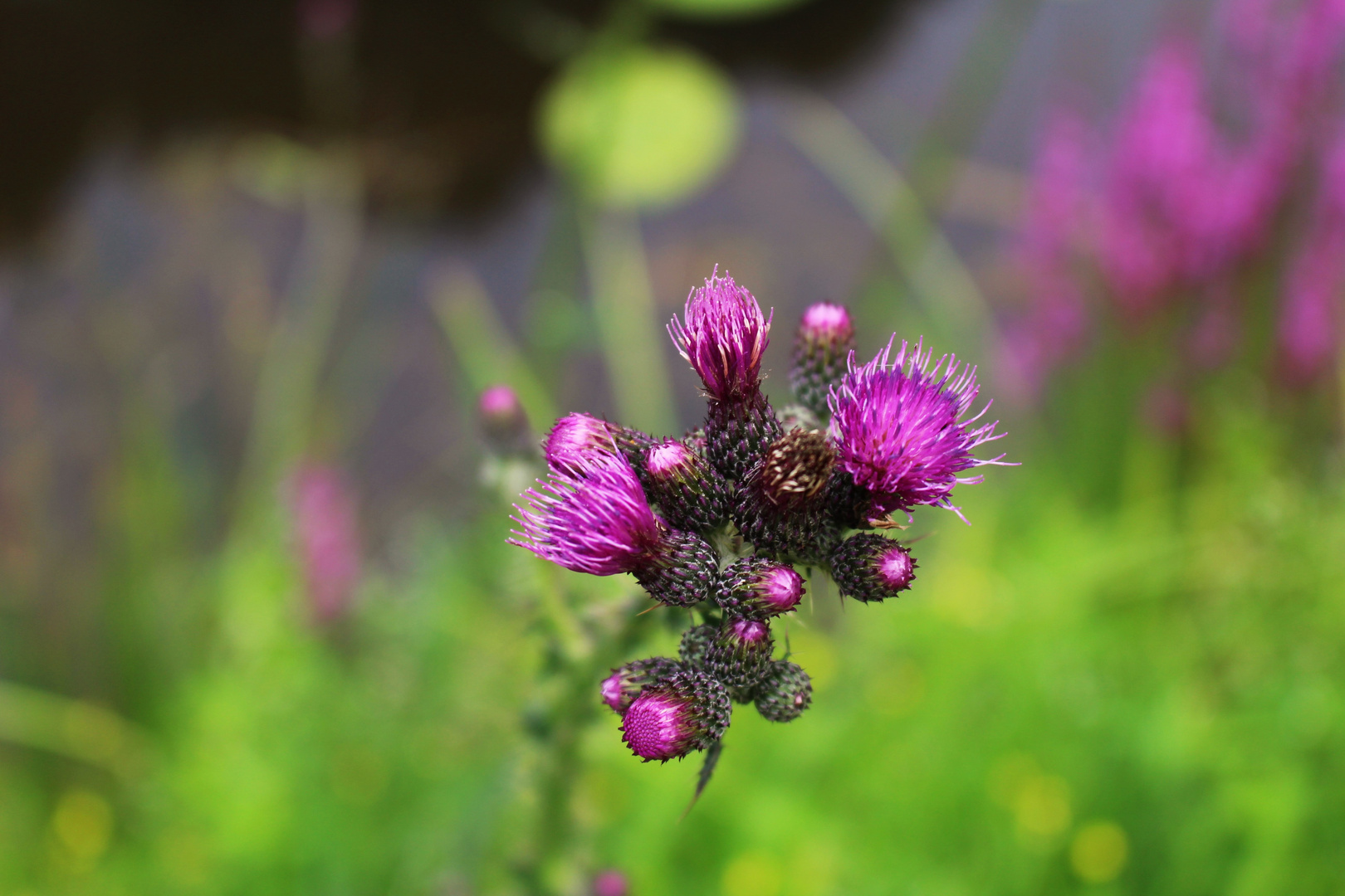 Distel