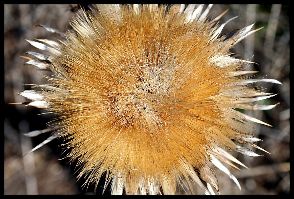 Distel