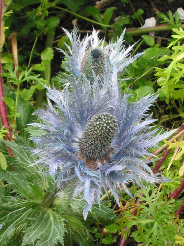 Distel