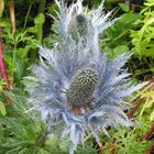 Distel