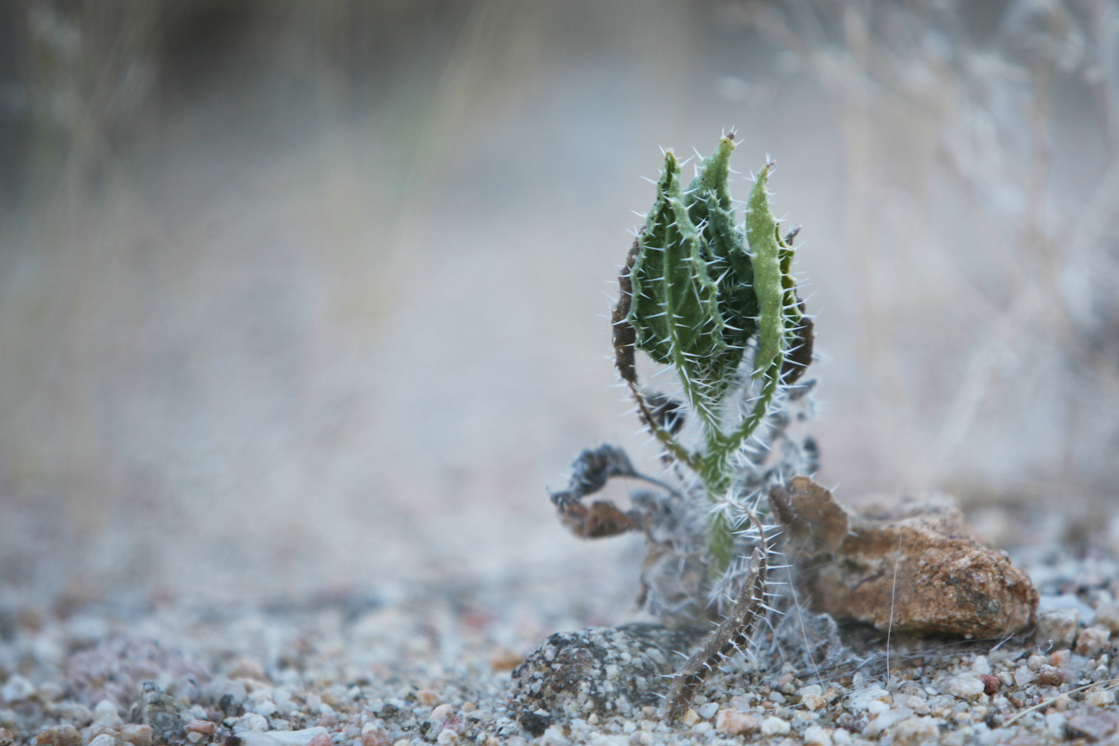 Distel