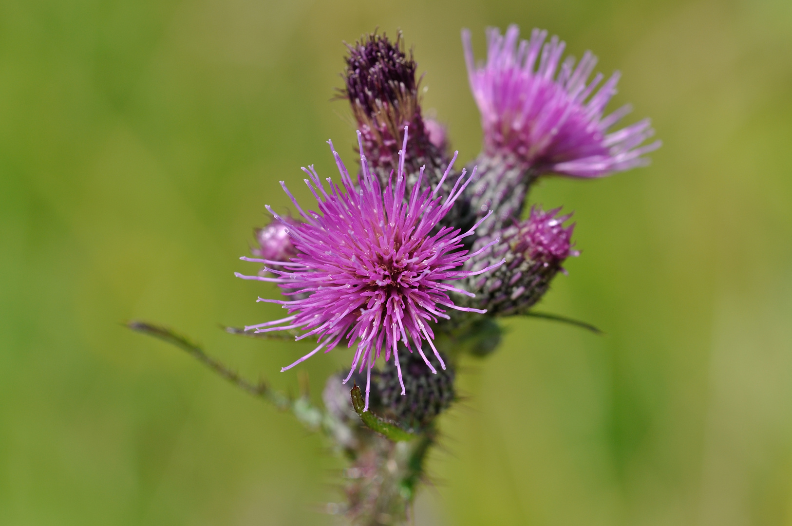 Distel