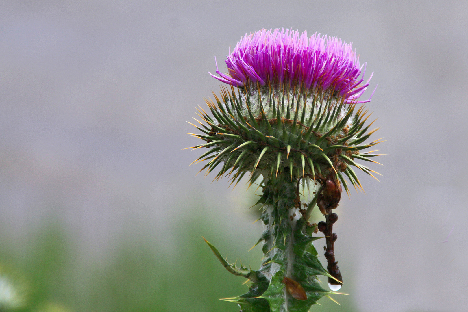 Distel...