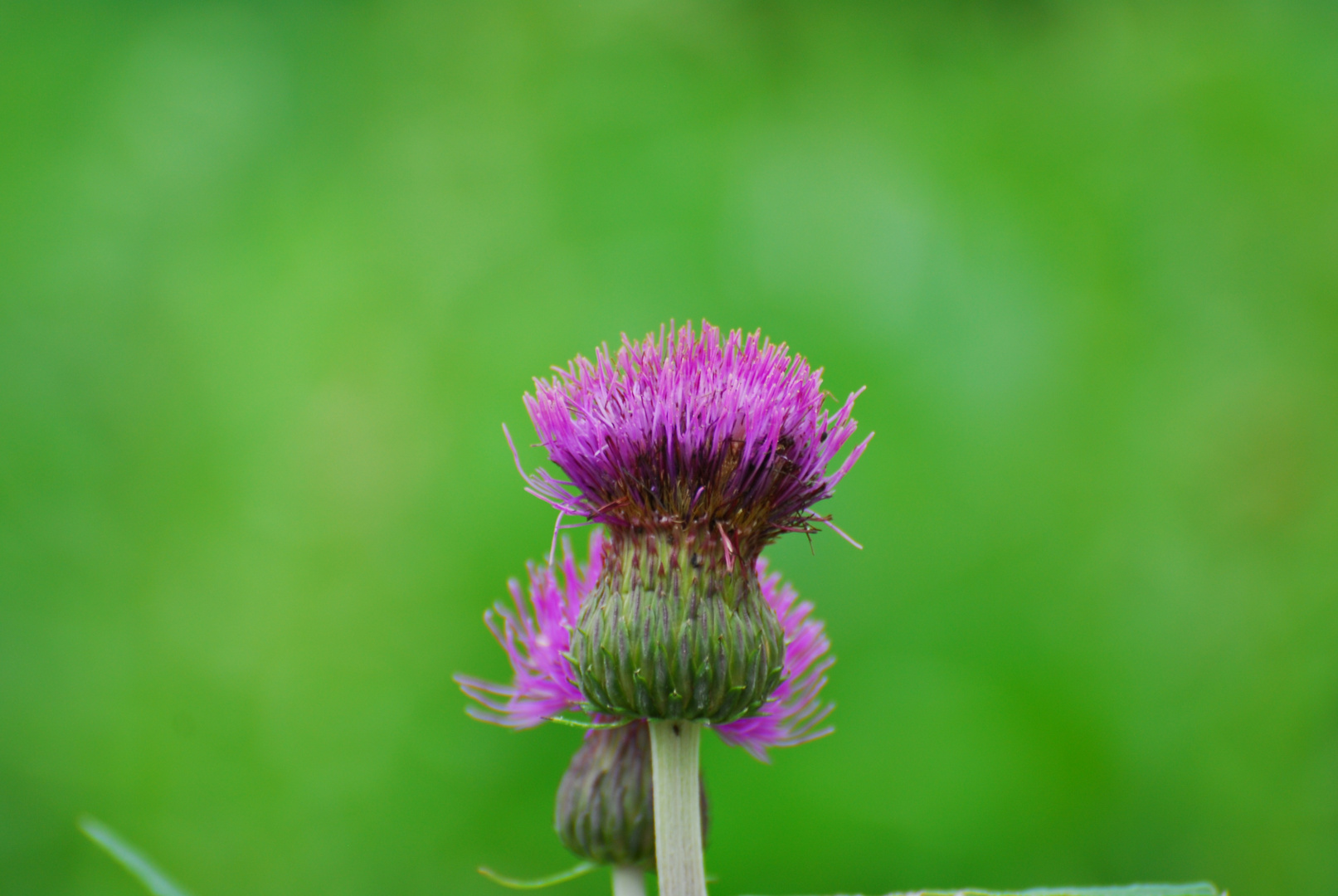 Distel