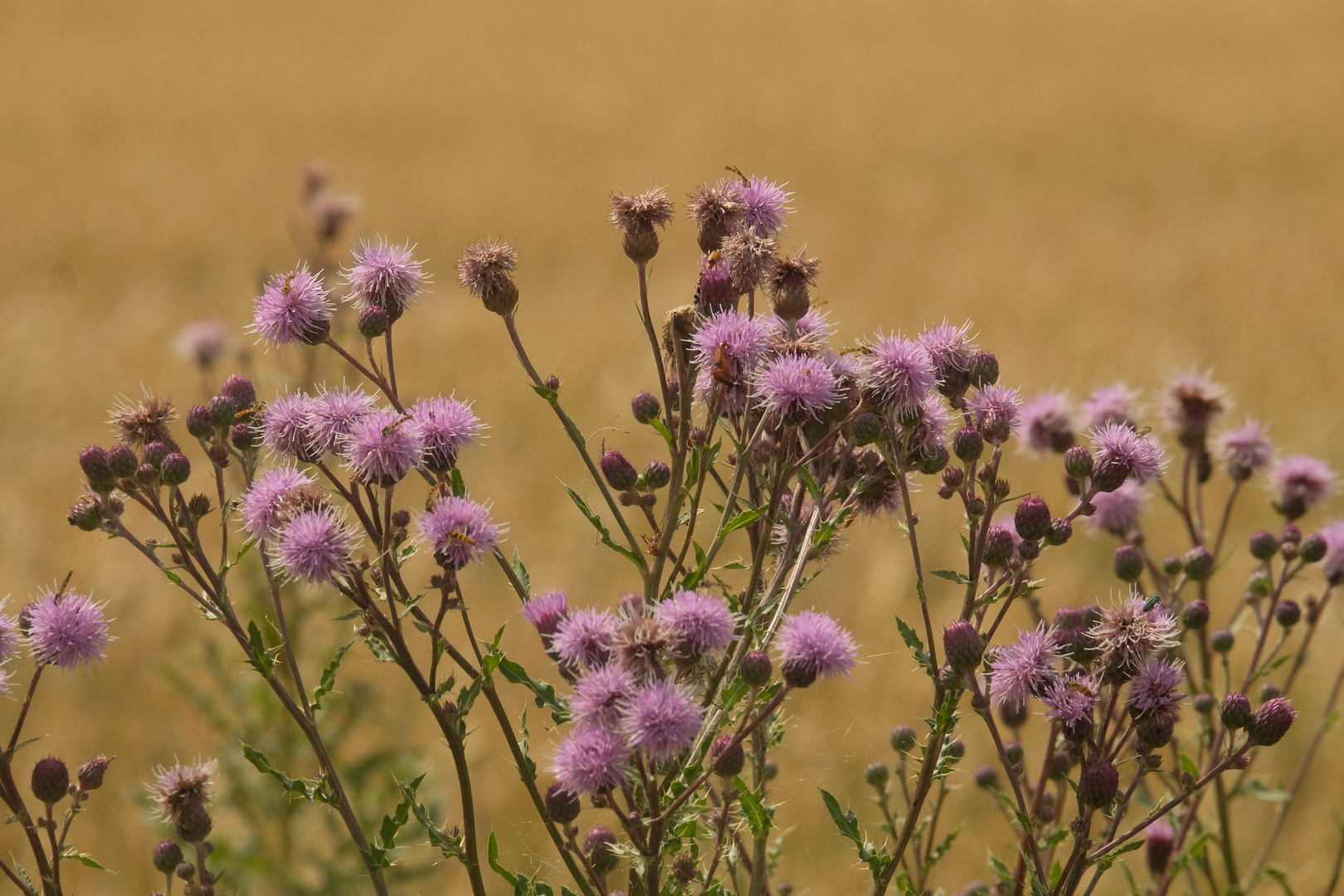 Distel