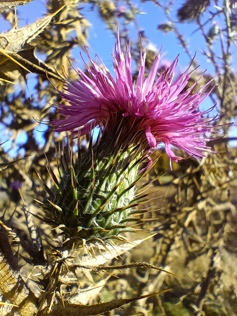 Distel