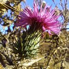 Distel