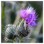 Distel