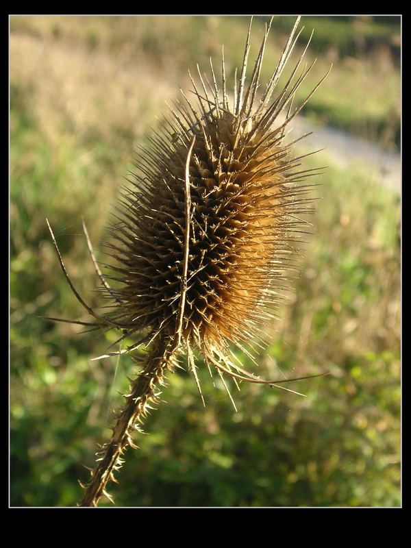 distel