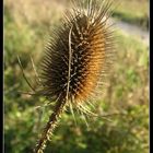 distel