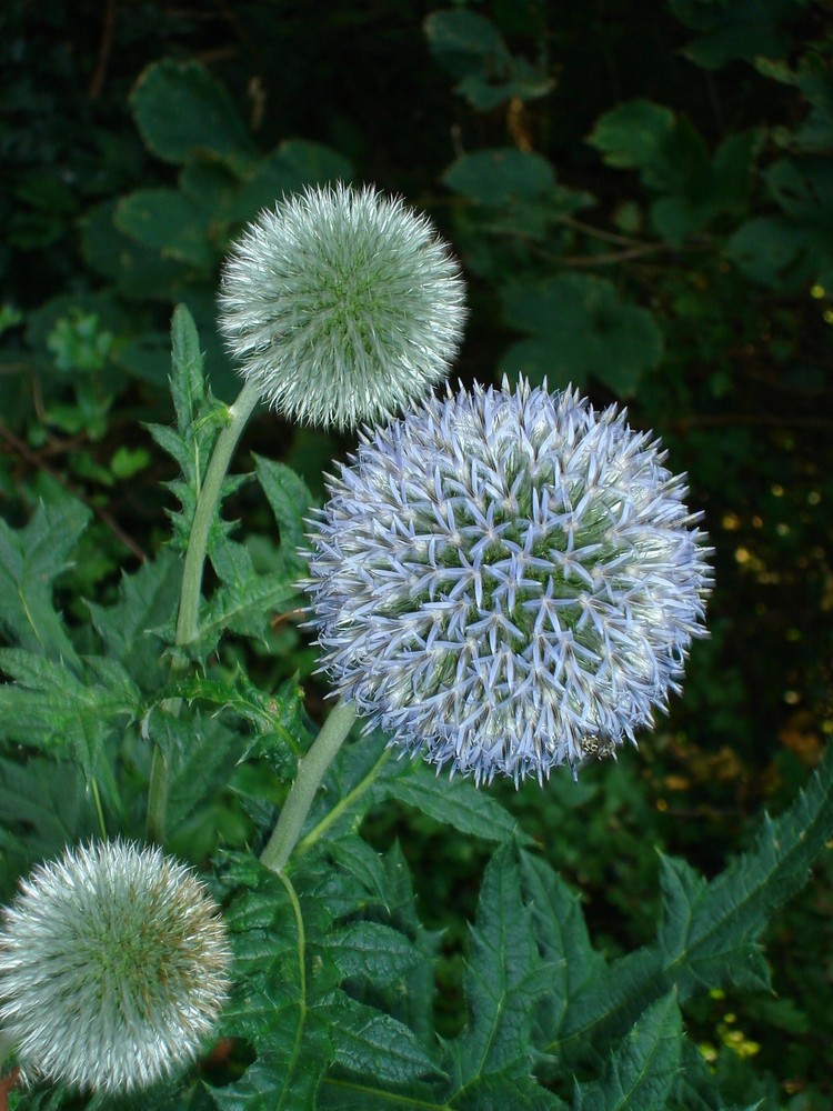 Distel