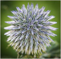 Distel