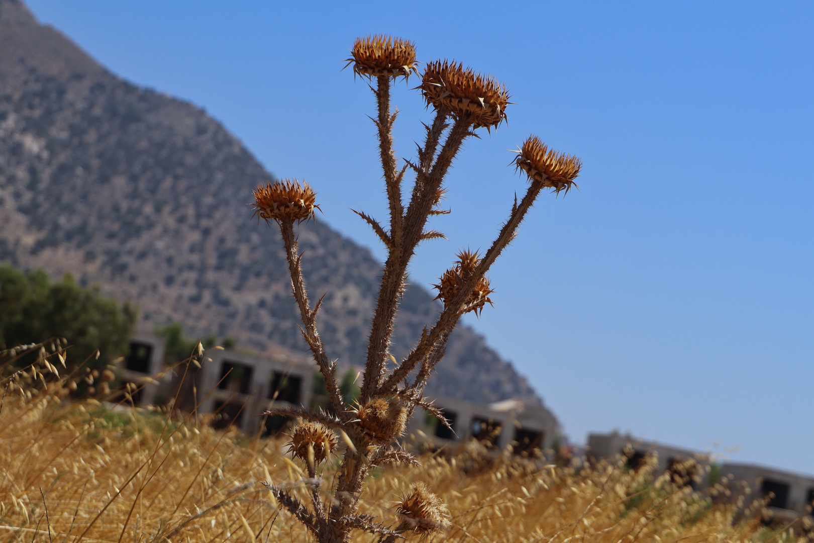 Distel