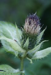 Distel